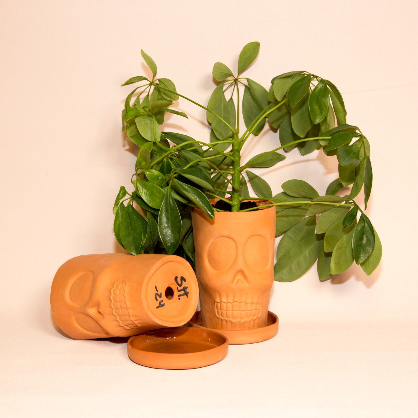 Terracotta skull flower pot